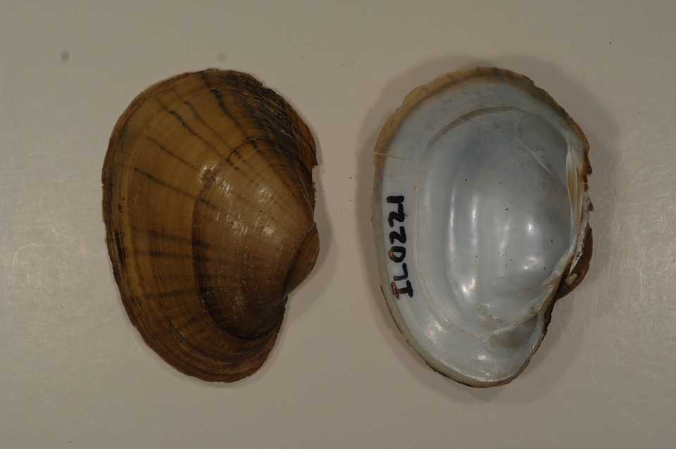 Lampsilis cardium-1