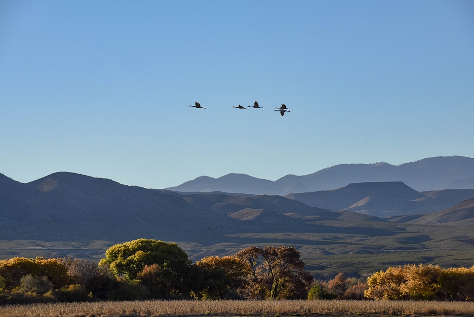 Sandhill Cranes flying over the Refuge from a distance