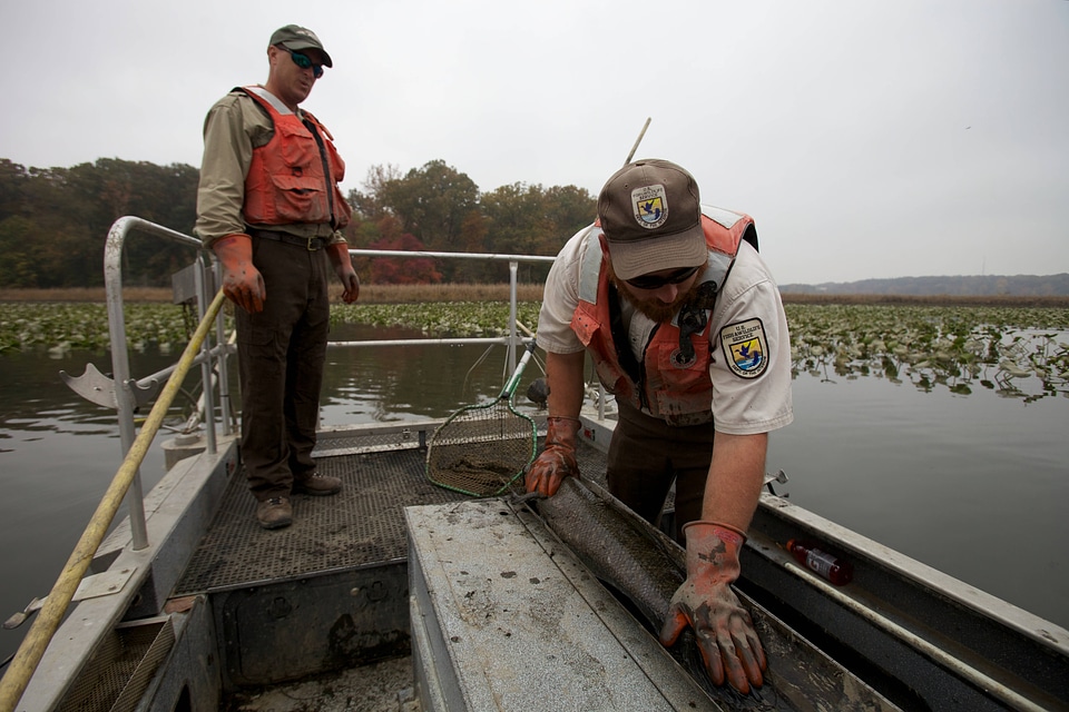 Electrofishing for Northern Snakehead-2