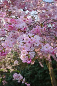 Branch japanese flowering cherry ornamental cherry photo