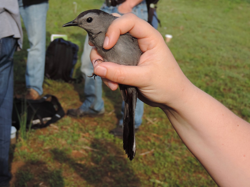 Gray Catbird-4