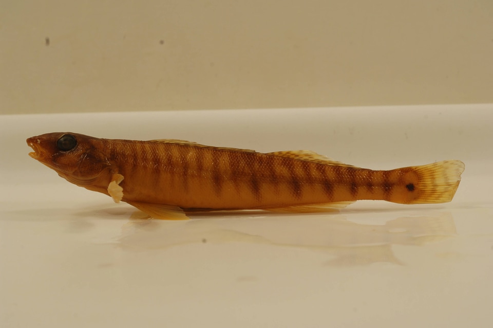 Percina caprodes-1