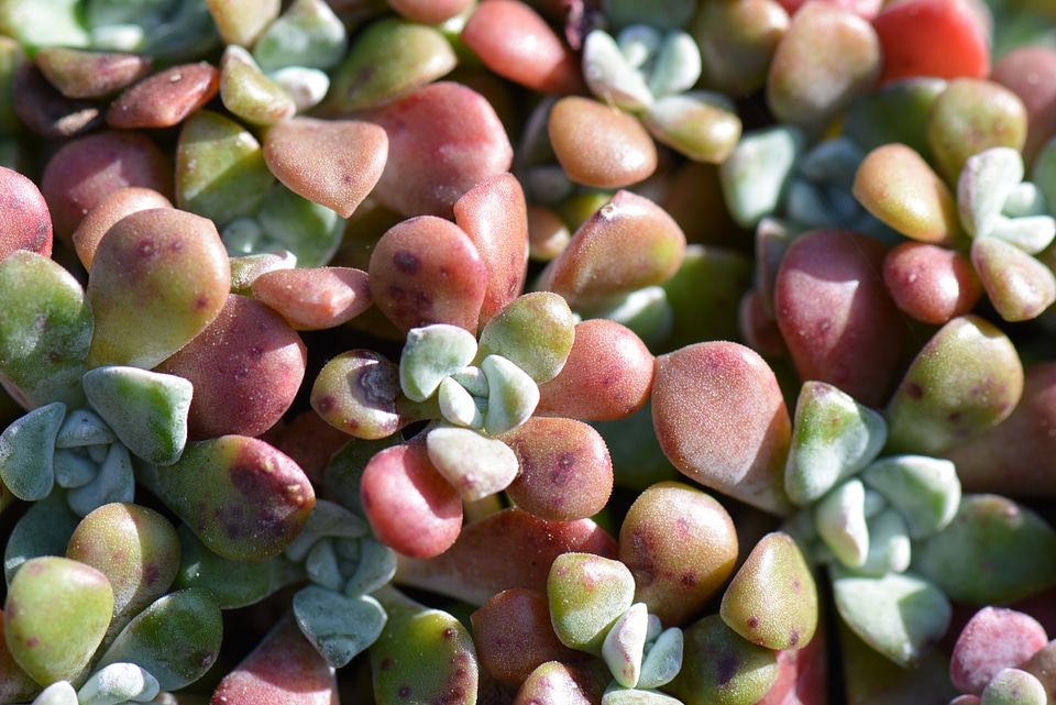 Succulent nature plant