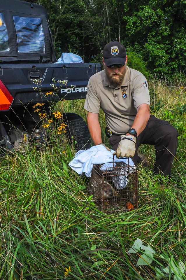 NCTC land management specialist with live-trap, releasing trapped groundhog-1