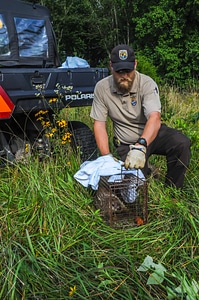 NCTC land management specialist with live-trap, releasing trapped groundhog-1
