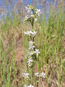 Pagosa skyrocket plant
