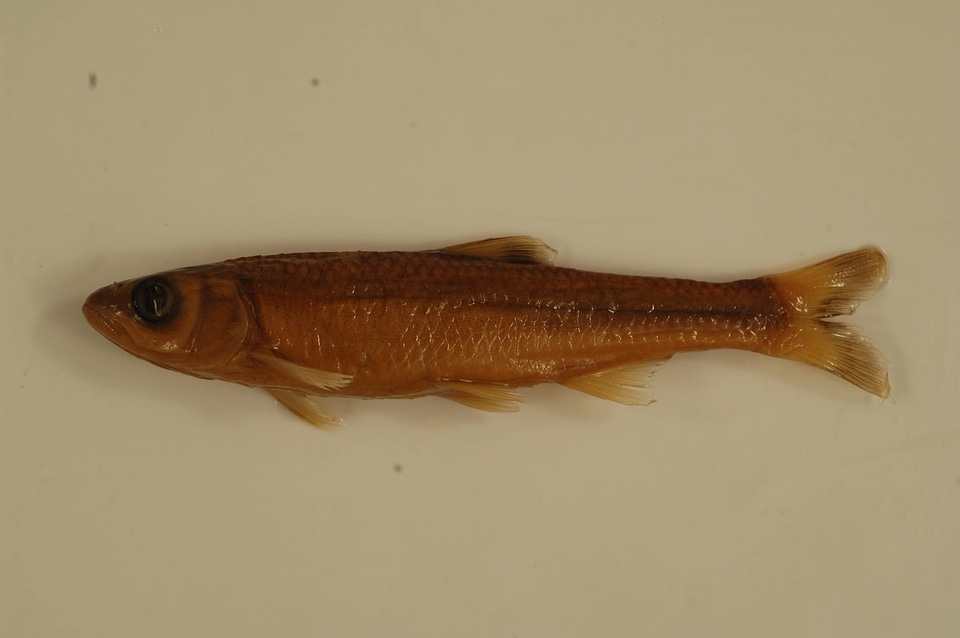 Luxilus coccogenis-7