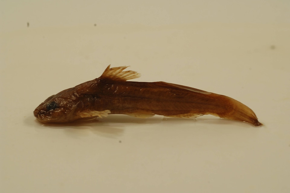 Noturus eleutherus