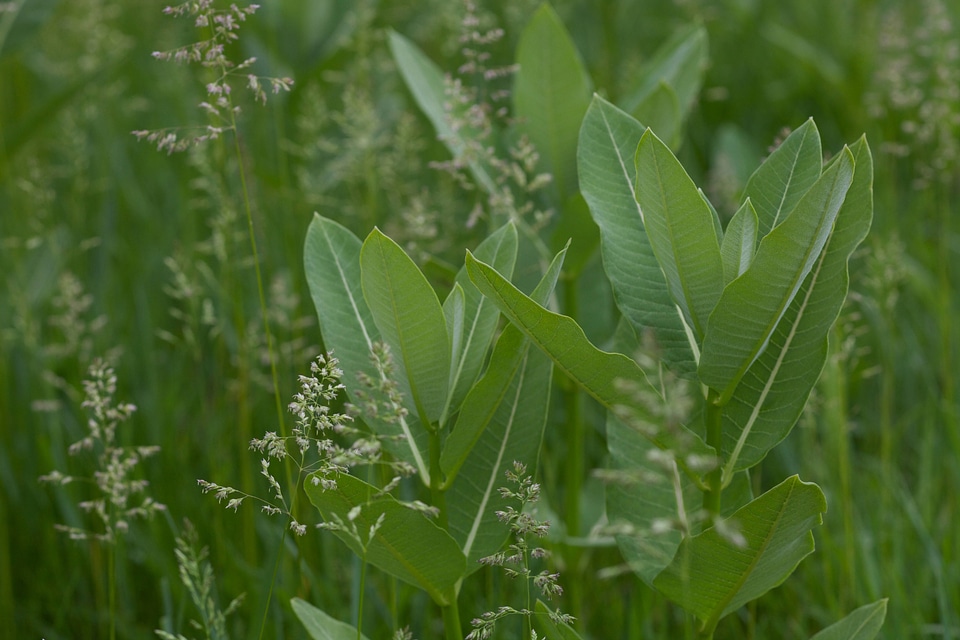 Common Milkweed-1