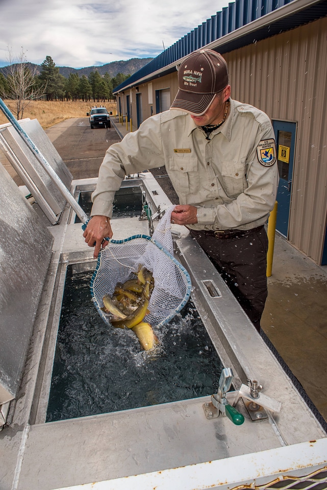 FWS personnel loading Gila Trout onto Fish transportation truck at Mora National Fish Hatchery-7