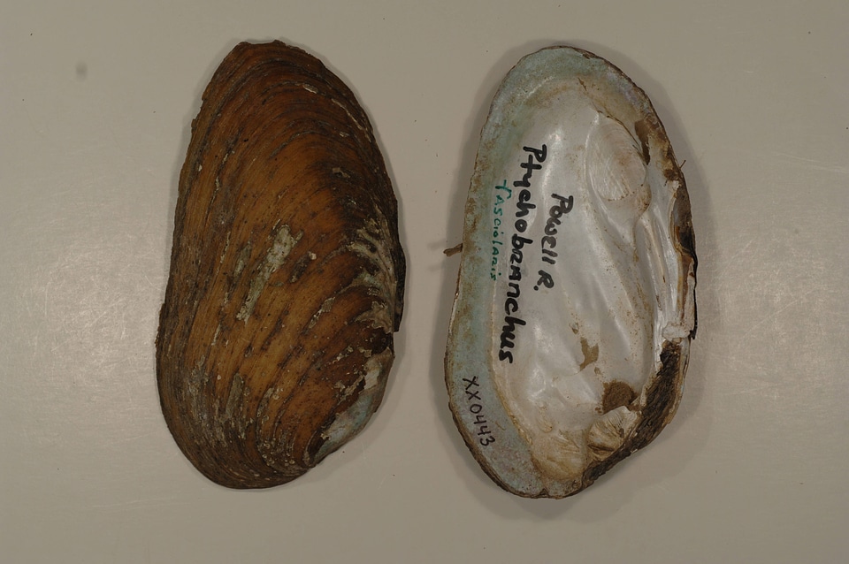 Ptychobranchus fasciolaris-1