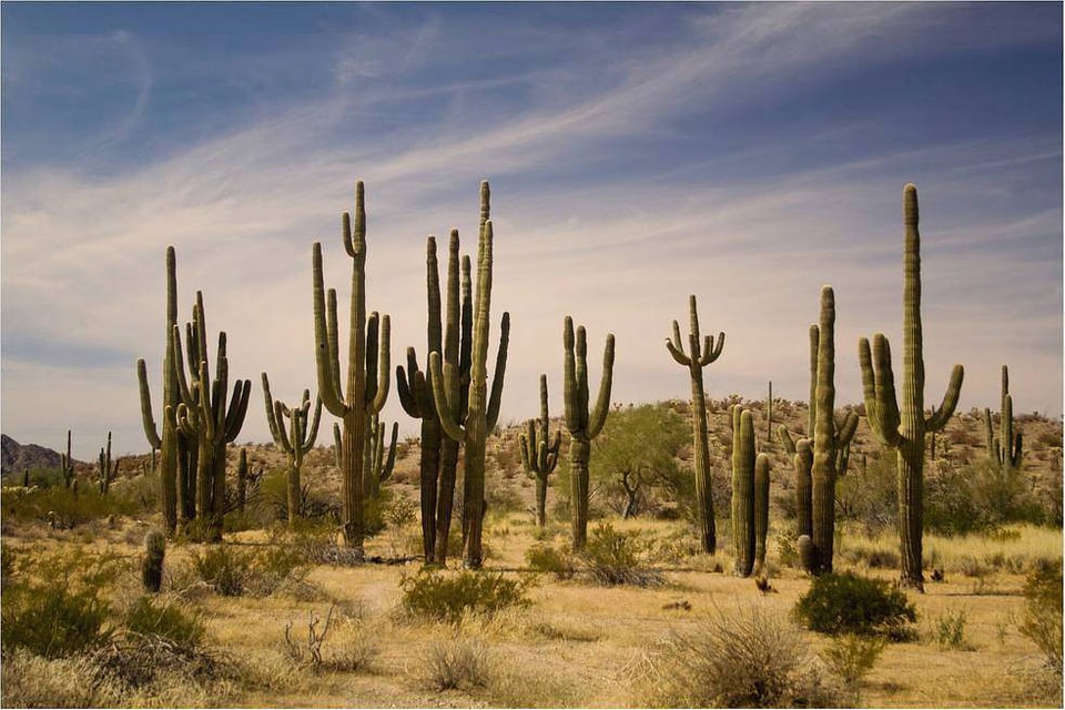 Cacti at Cabeza Prieta National Wildlife Refuge