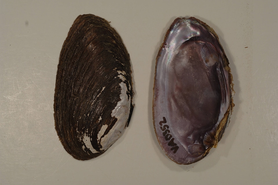 Elliptio dilatata-1