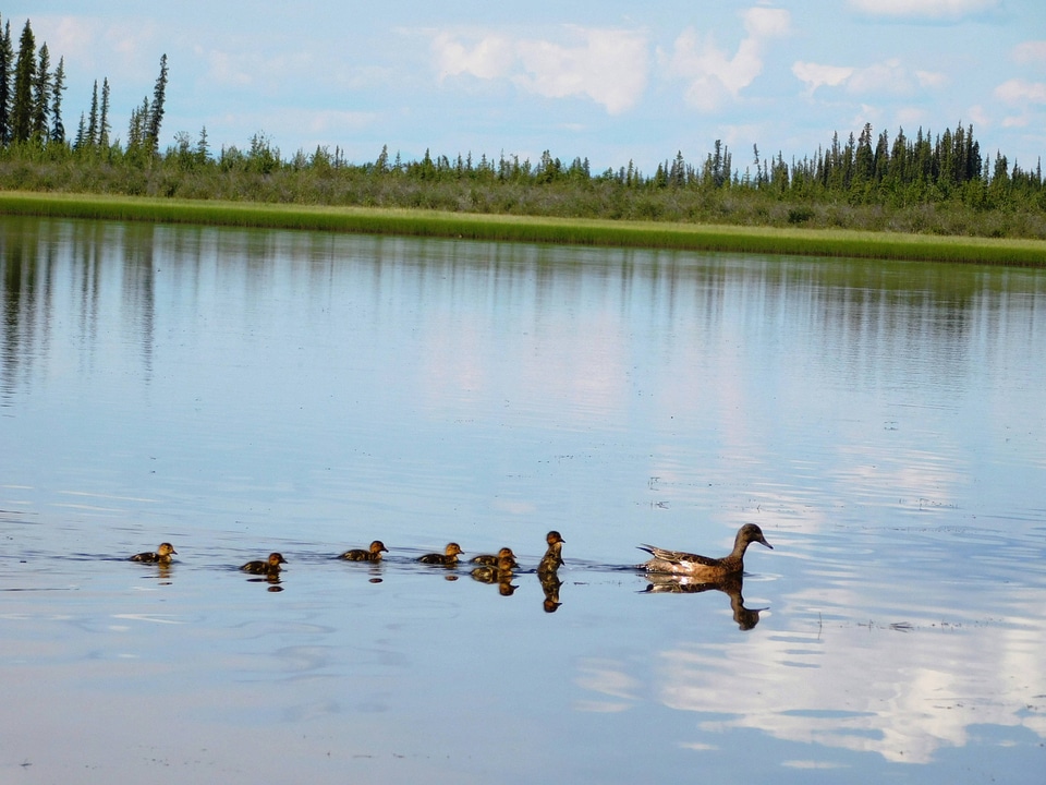 Mother duck with family