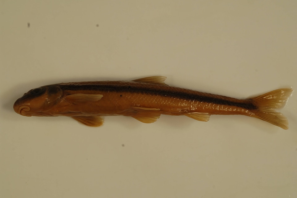 Phenacobius uranops-2