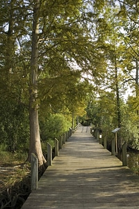 Scuppernong River Interpretive Boardwalk-1