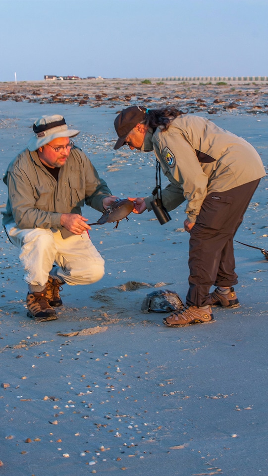 Biologist shows visitor horseshoe crab on beach-2