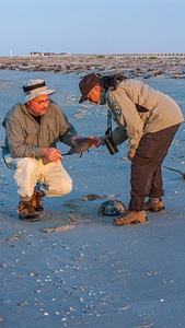 Biologist shows visitor horseshoe crab on beach-2