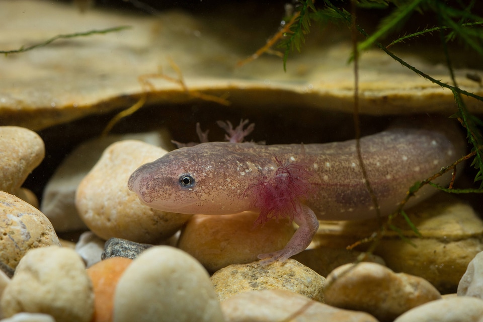 Barton Springs Salamander-1