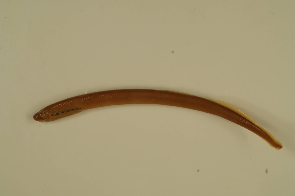 Petrymyzon marinus