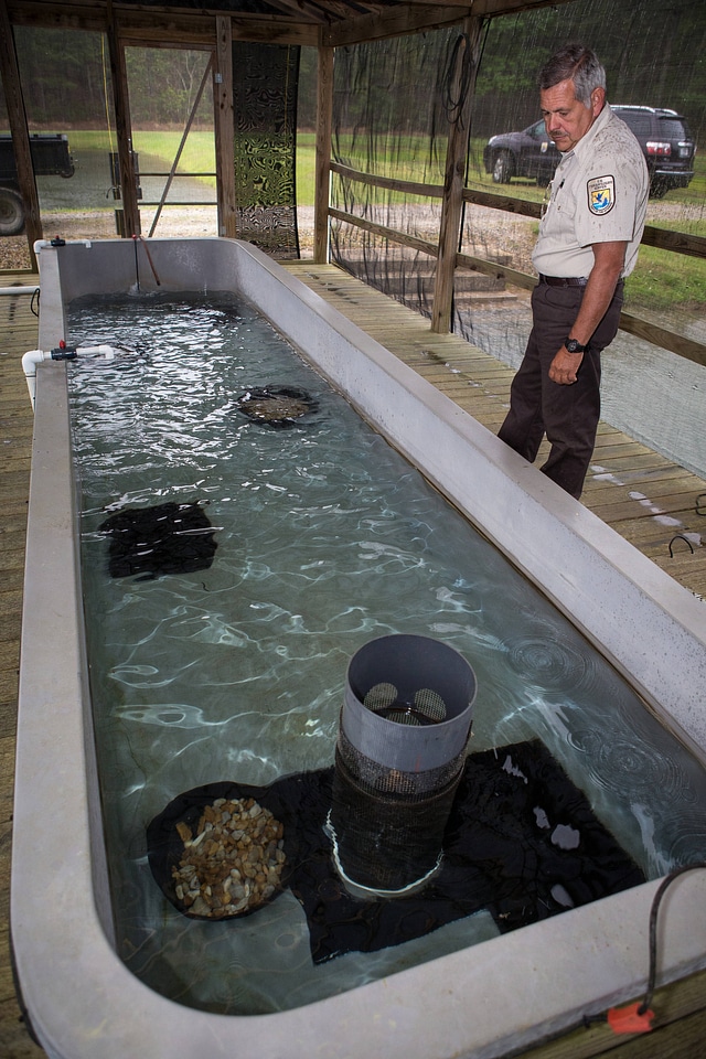 Smallmouth bass propagation at Warm Springs Hatchery-1