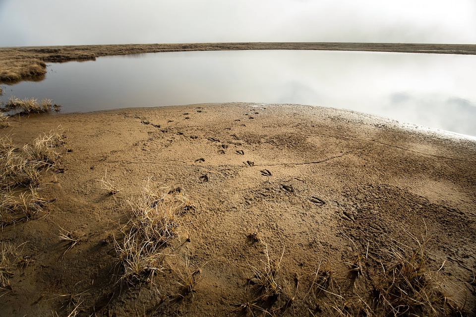Cackling Goose prints in the mud