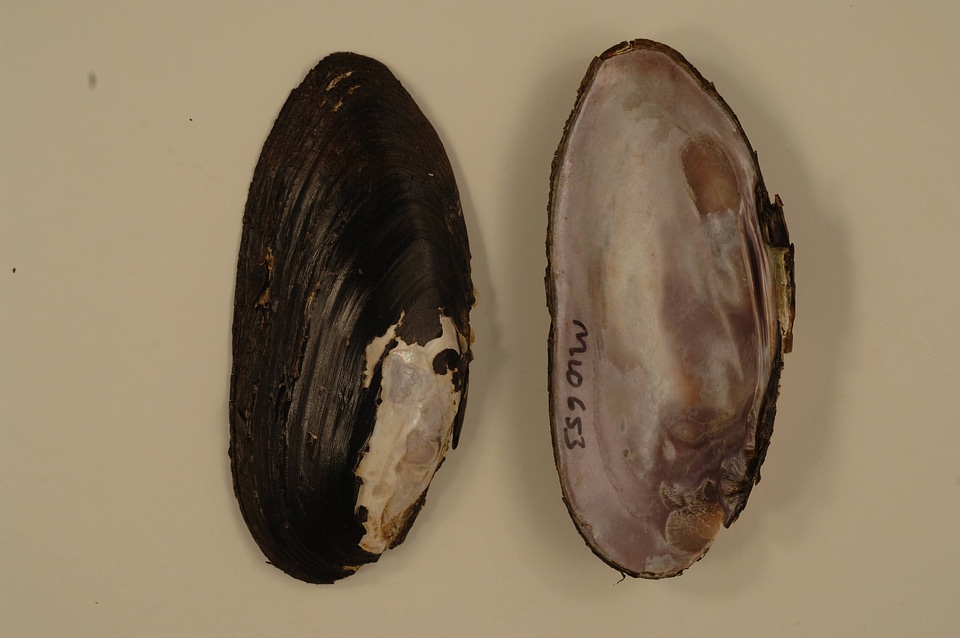 Elliptio dilatata-2
