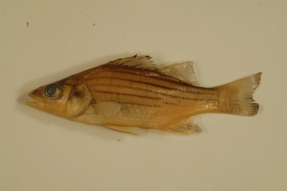 Morone mississippiensis-2