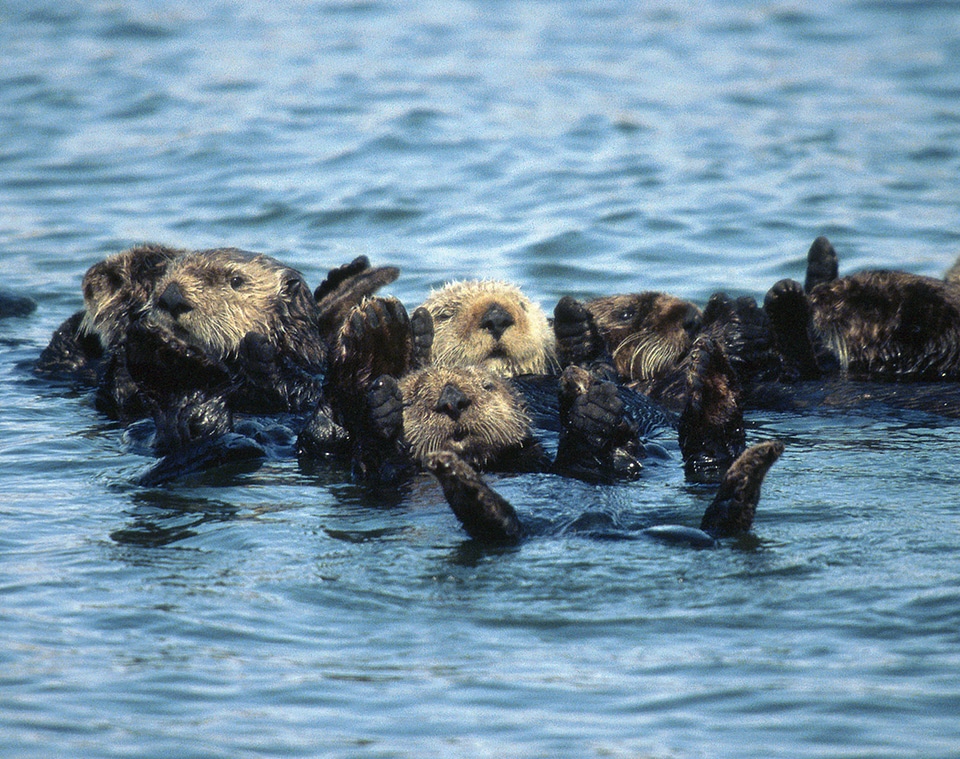 Group of sea otters