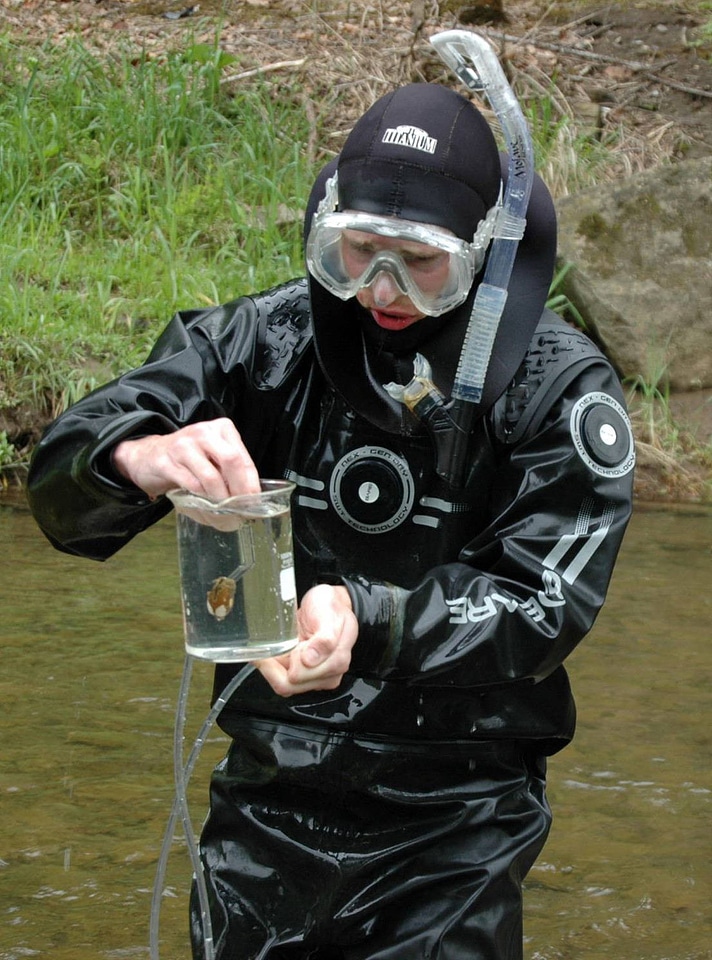 Diver transporting a gravid female to the shore