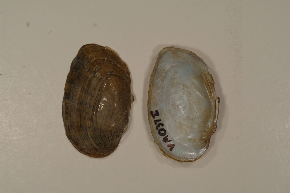 Ortmanniana ligamentina-3