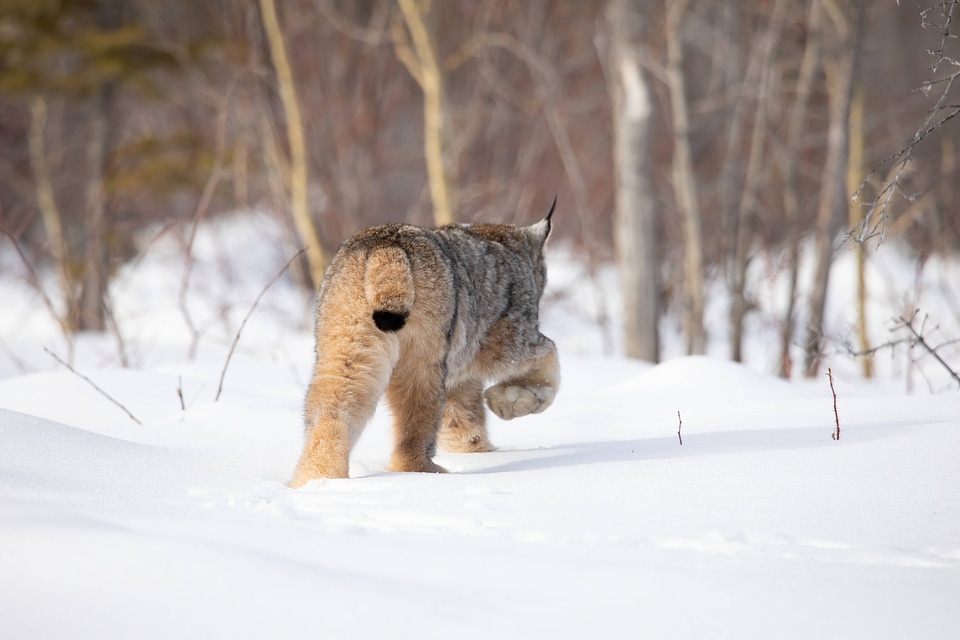 Female Canada lynx-3