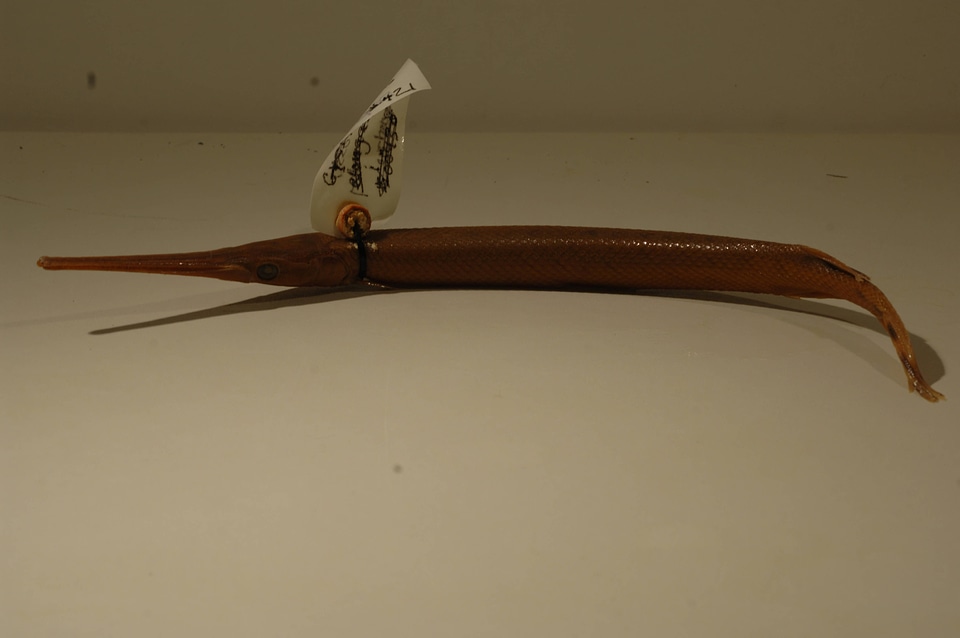 Lepisosteus osseus-2