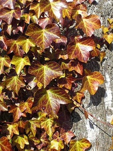 Golden autumn fall foliage leaves in the autumn