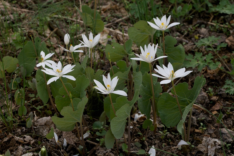 Bloodroot-2