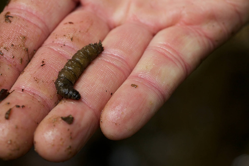Aquatic invertebrate -3