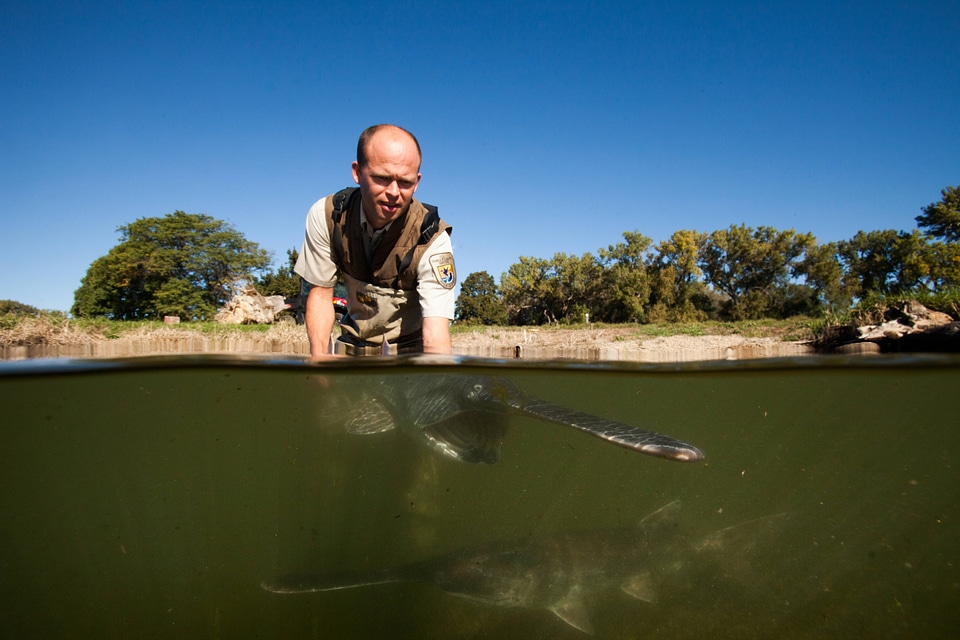 Fishery biologist releases an American paddlefish-1