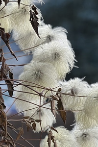 Flourished from autumn white