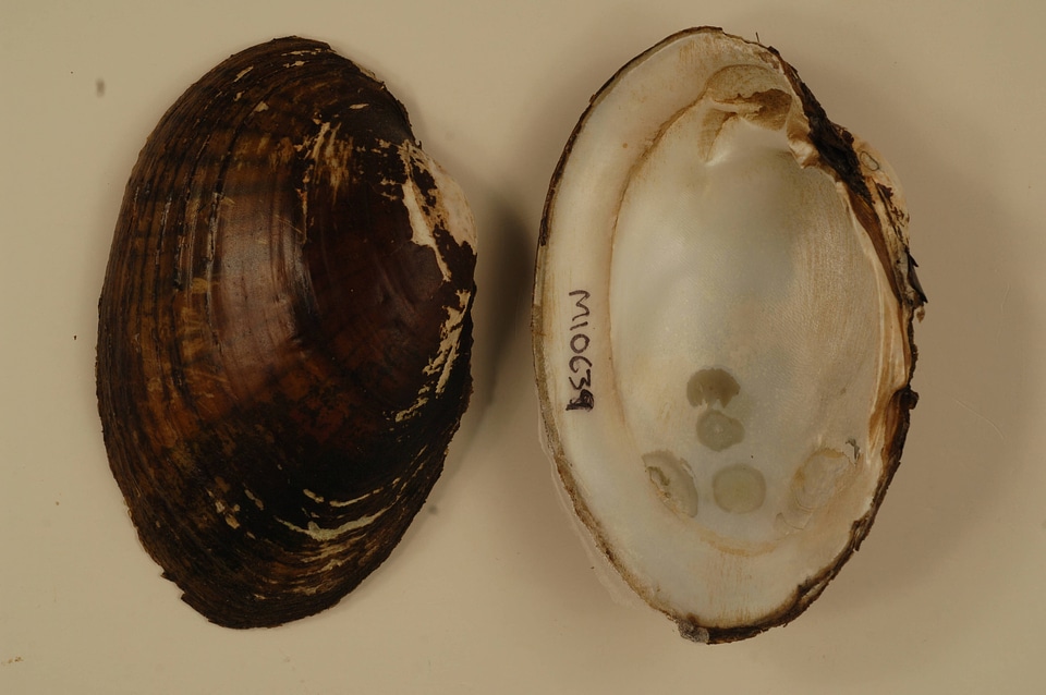 Lampsilis cardium-2