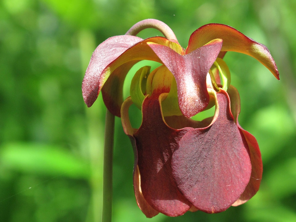 Mountain sweet pitcher plant flower