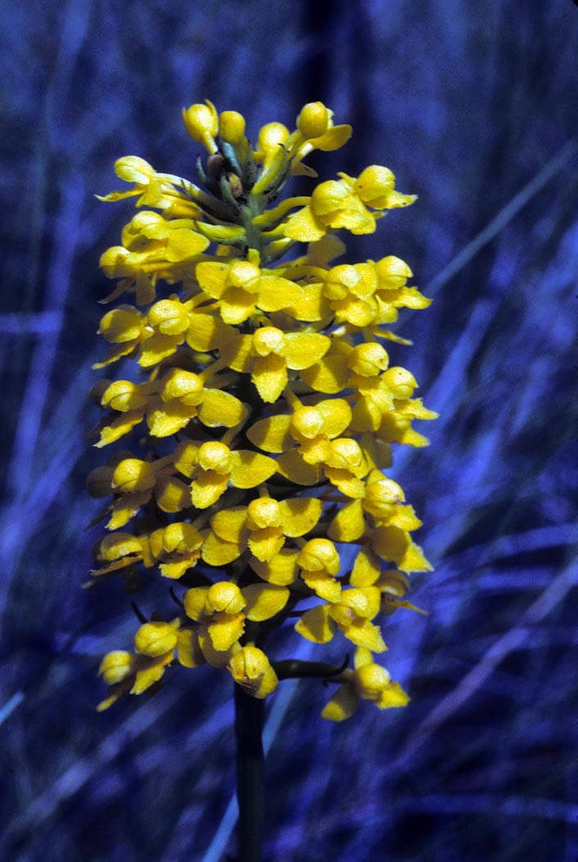 Yellow fringeless orchid