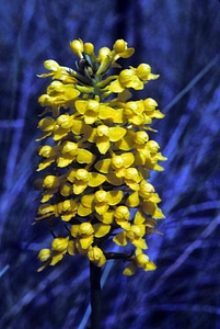 Yellow fringeless orchid