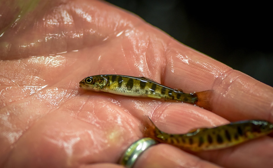 Juvenile lake trout-1