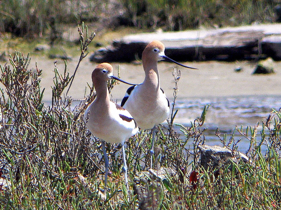 American Avocets-2