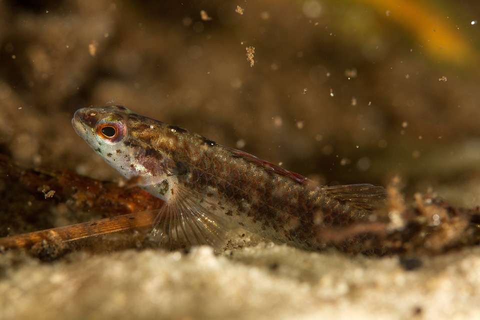 Okaloosa darter-2