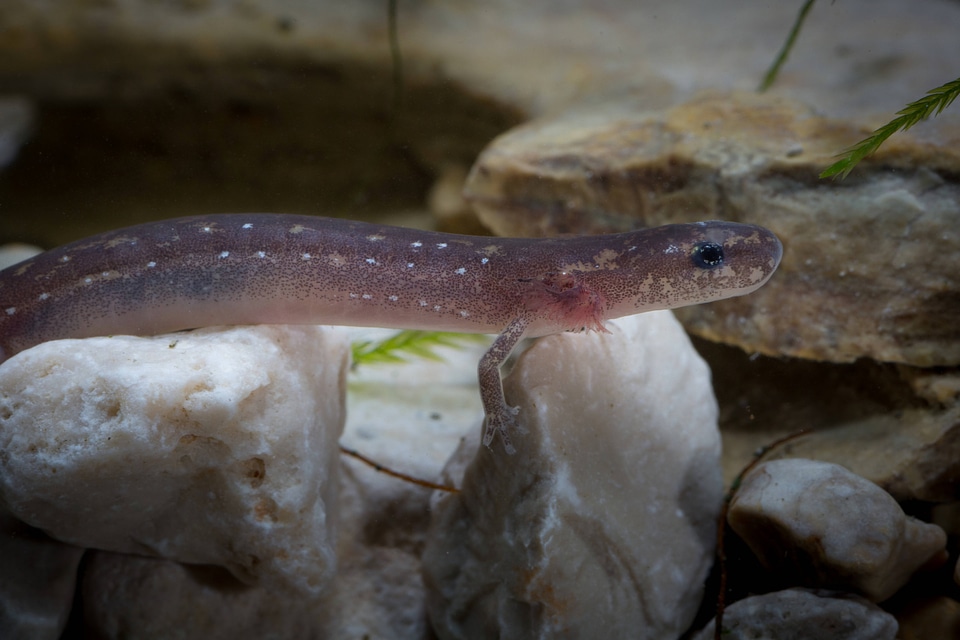 San Marcos Salamander-1