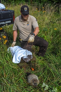 NCTC land management specialist with live-trap, releasing trapped groundhog-1