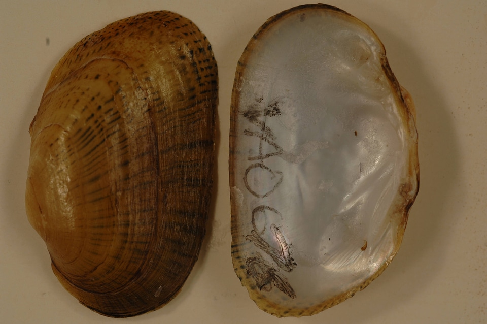 Epioblasma brevidens-1