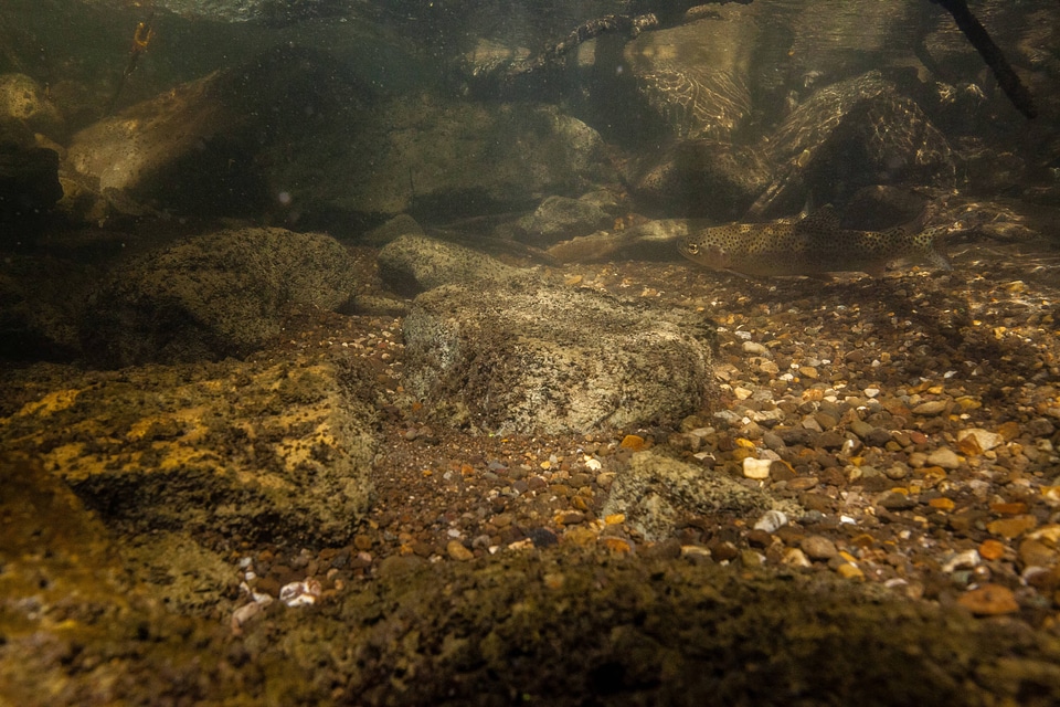 Rainbow trout in stream-2