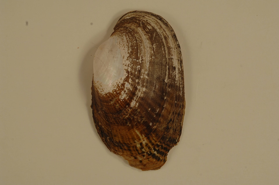 Lampsilis bracteata (outside)-2